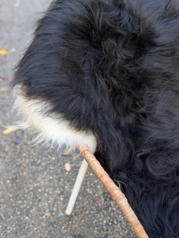 A brown woven leash attached to a black and white dog on an ice28 long wool natural black icelandic sheepskin