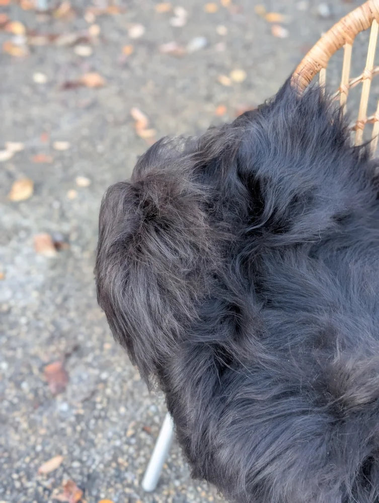 A fluffy black dog resting on a long wool natural black icelandic sheepskin on a wicker chair