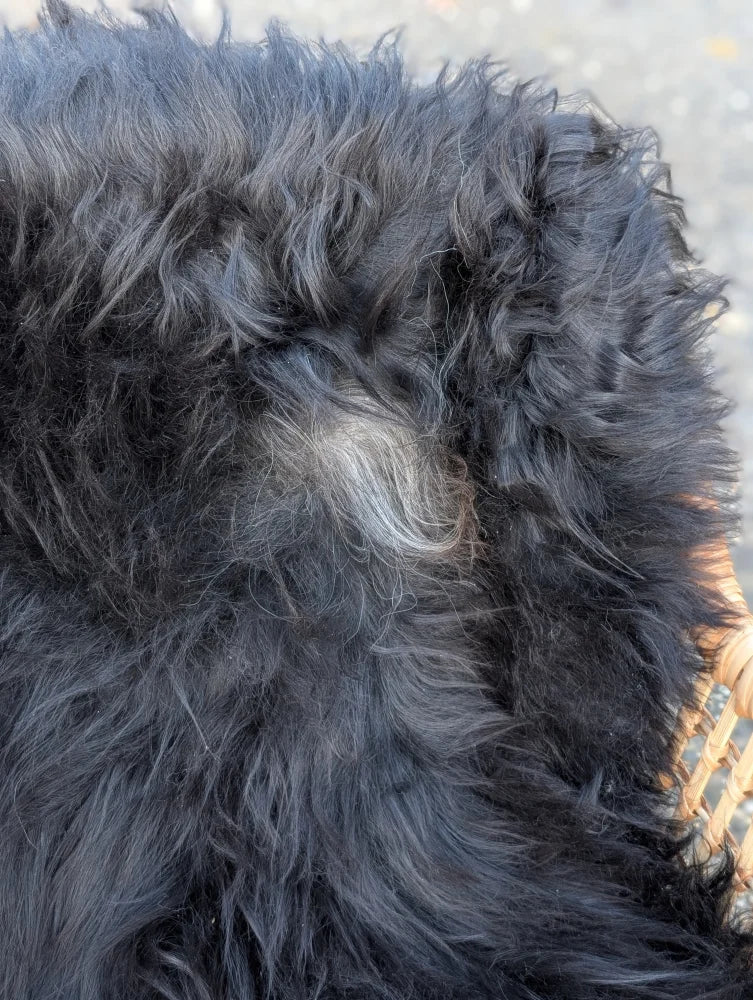 A fluffy black dog with gray patch on its back lying on a long wool natural black icelandic sheepskin rug