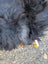 A fluffy black dog with a gray patch on its back lying on a long wool icelandic sheepskin natural black rug
