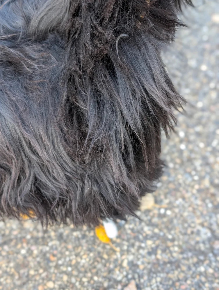 A fluffy black dog paw resting on wet long wool icelandic sheepskin in natural black color