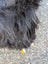 A fluffy black dog paw resting on wet long wool icelandic sheepskin in natural black color