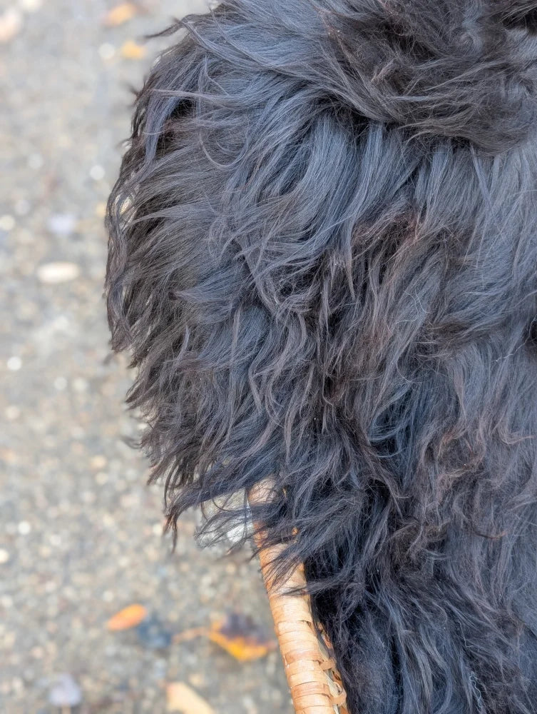 Close-up of thick curly black long wool icelandic sheepskin fur on ice31 52 by 34 inch natural wool icelandic product