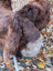 A fluffy brown and white rabbit with long drooping ears on a soft wool icelandic sheepskin 51 by 30.5 inches