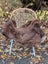 Brown fluffy wool icelandic sheepskin rug draped over wicker chair with light blue metal legs ice32 51 x 30.5 inches