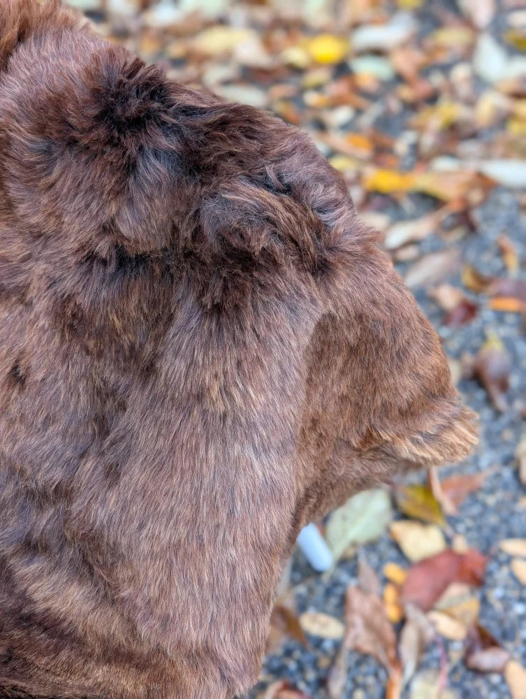 A fluffy brown dog on a soft wool icelandic sheepskin rug ice32 51 x 30.5 inches perfect for cozy decor