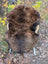 Brown fluffy bison hide chair with light horn handles and white legs featuring wool icelandic sheepskin cover