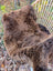 A plush brown wool icelandic sheepskin short fur throw draped over a wicker chair for cozy decor