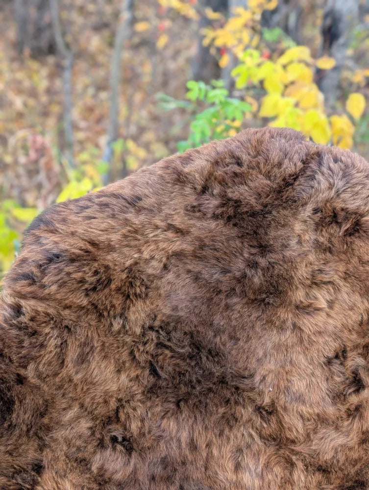 Thick plush brown icelandic sheepskin rug with short wool and natural shade variations for cozy decor