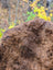 Thick plush brown icelandic sheepskin rug with short wool and natural shade variations for cozy decor