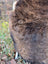 A thick brown shaggy furry animal with a white horn on icelandic sheepskin short wool 51 x 29 inches product