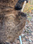 Brown plush icelandic sheepskin animal head with light woven handle showing wool icelandic texture detail