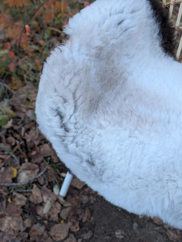 White fluffy icelandic sheepskin rug with large short wool and subtle grayish patches with dark edges
