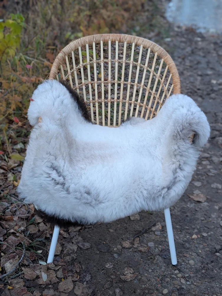 A cozy white long wool icelandic sheepskin rug draped over a wicker chair with slender white legs and dark edges