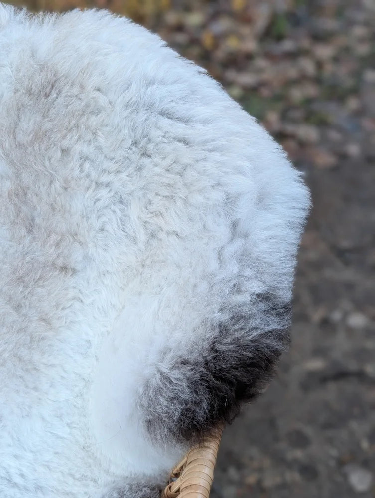 Fluffy white and gray curly dog tail resting on a woven basket handle beside a long wool icelandic sheepskin rug with dark edges