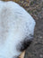 Fluffy white and gray curly dog tail resting on a woven basket handle beside a long wool icelandic sheepskin rug with dark edges