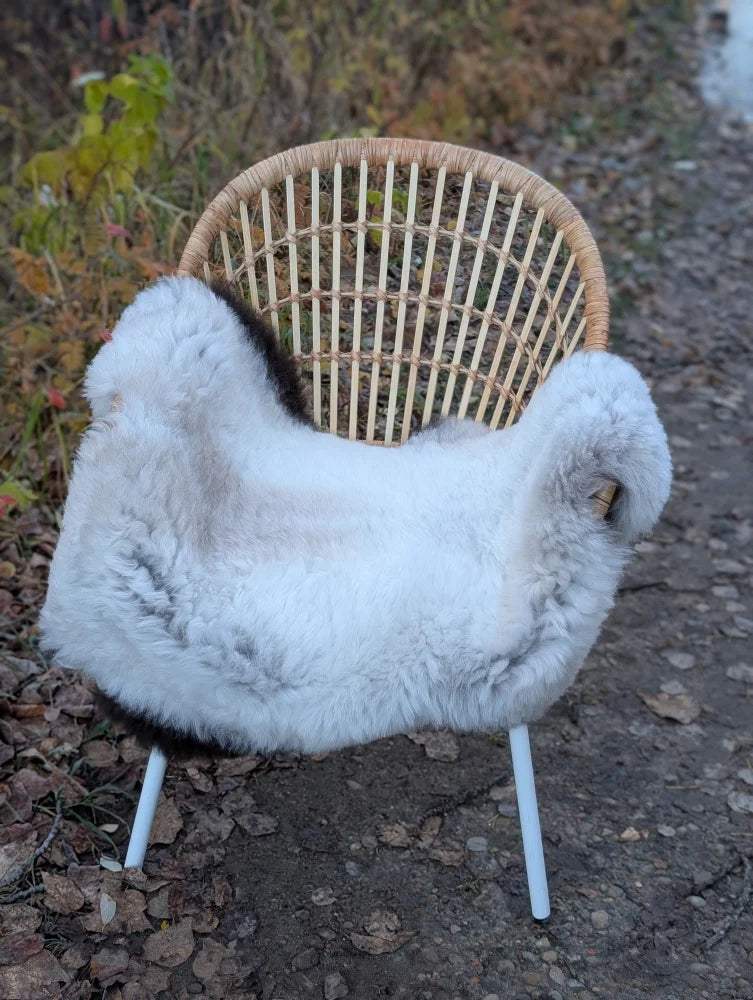 A cozy white and gray icelandic sheepskin rug with long wool and dark edges draped over a wicker chair