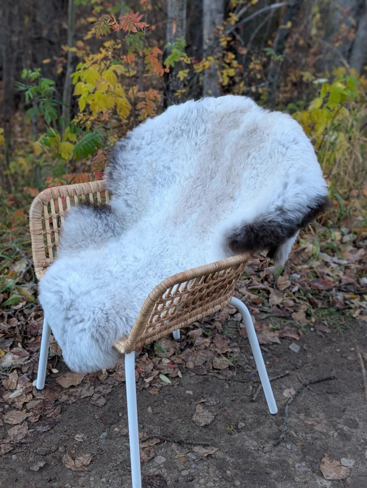 A soft white and gray icelandic sheepskin rug with dark edges draped over a woven wicker chair with metal legs
