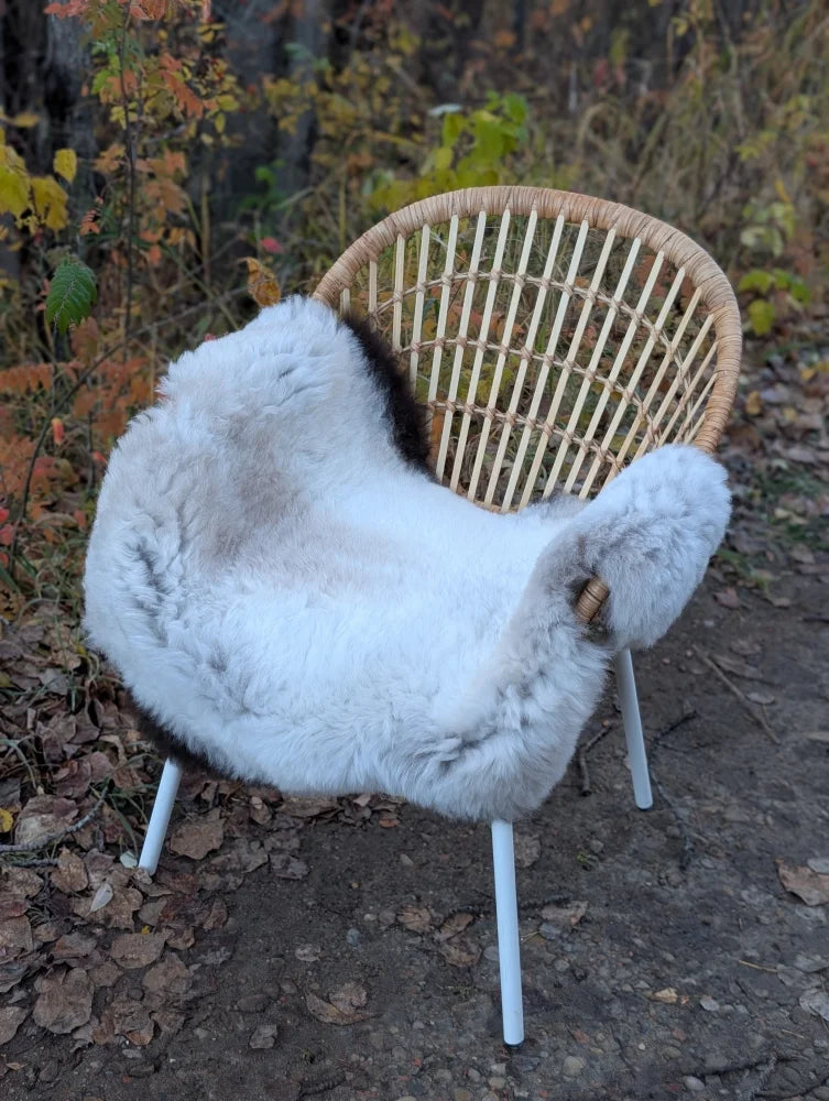 A cozy light gray icelandic sheepskin rug with long wool and dark edges draped over a wicker chair