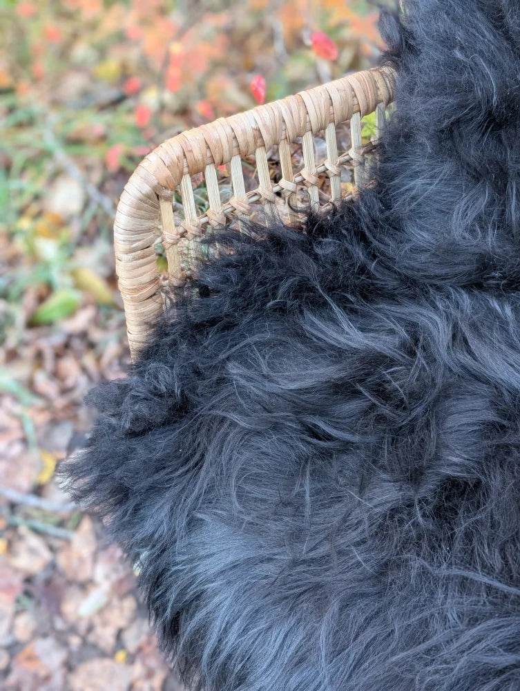 A black curly-haired dog resting against a light brown wicker chair on a natural black long wool icelandic sheepskin