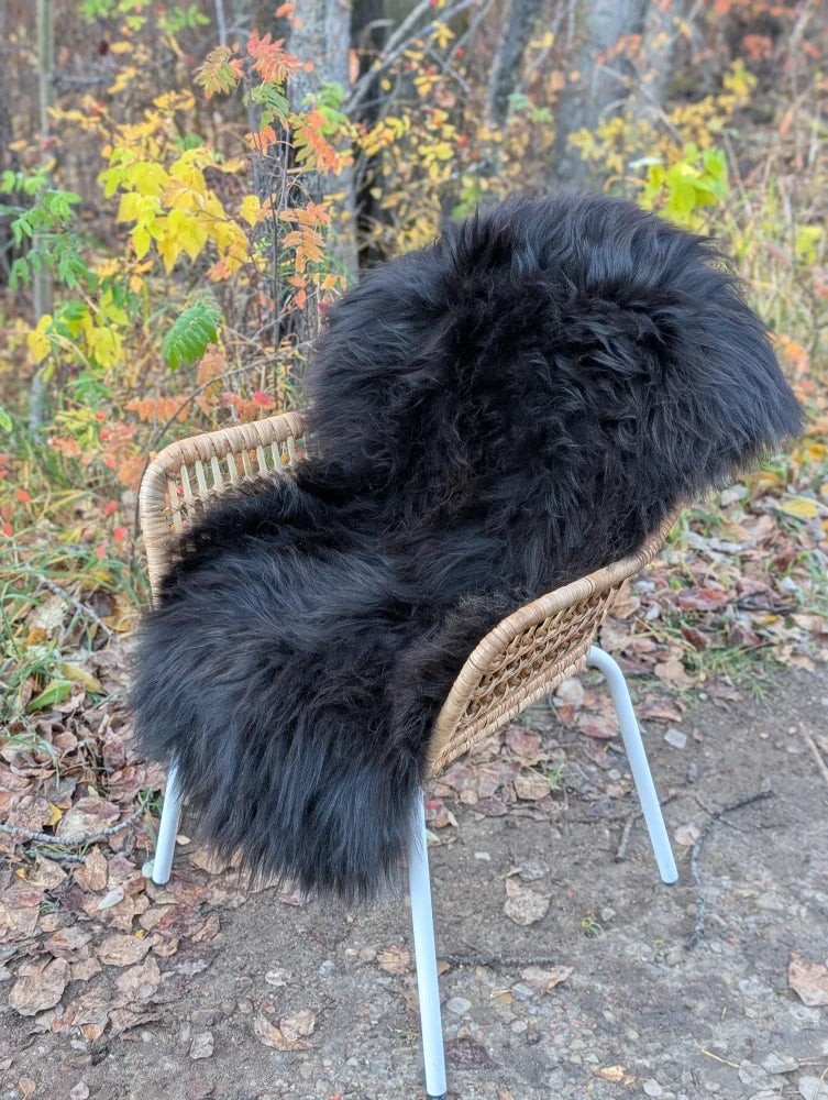 Black long wool icelandic sheepskin draped over woven wicker chair with metal legs for cozy seating
