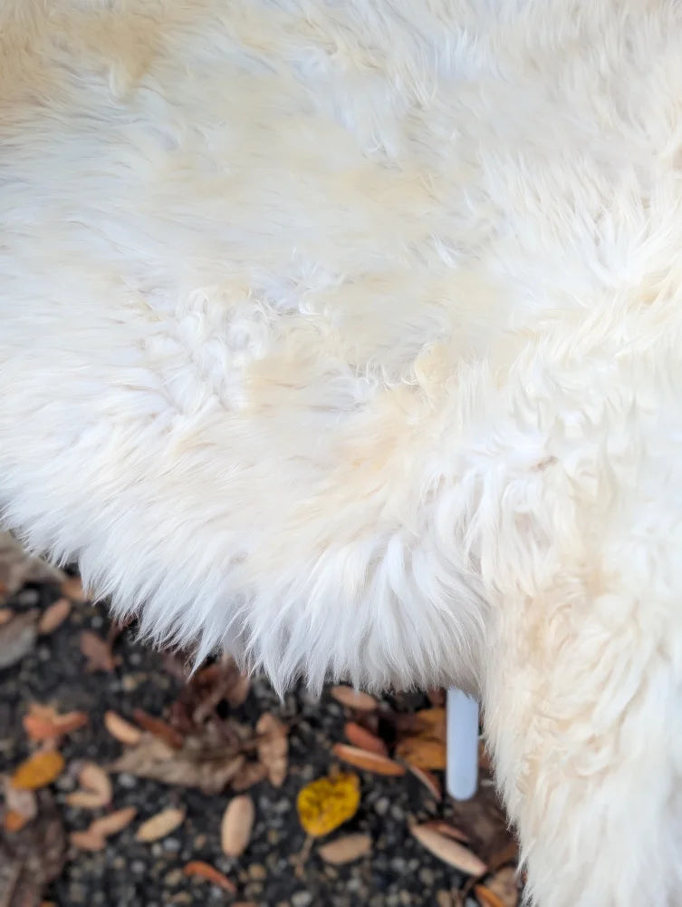 Plush off-white british isles sheepskin rug with soft fluffy texture and natural color variations, ice64 44 x 30 inches