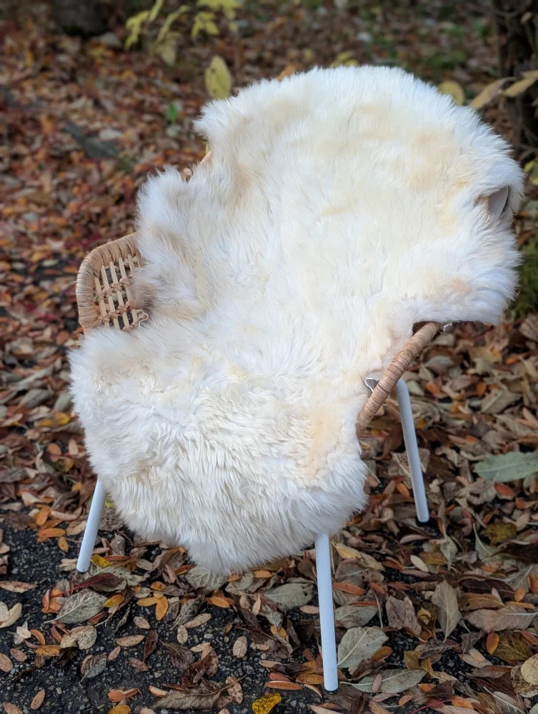 Off-white british isles sheepskin rug draped over wicker chair with white metal legs very soft and plush