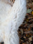 A plush white fluffy ear of very soft british isles sheepskin with curly fur in ice64 44 x 30 product