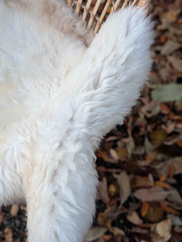 A plush white fluffy ear detail with soft curly fur on a very soft british isles sheepskin rug