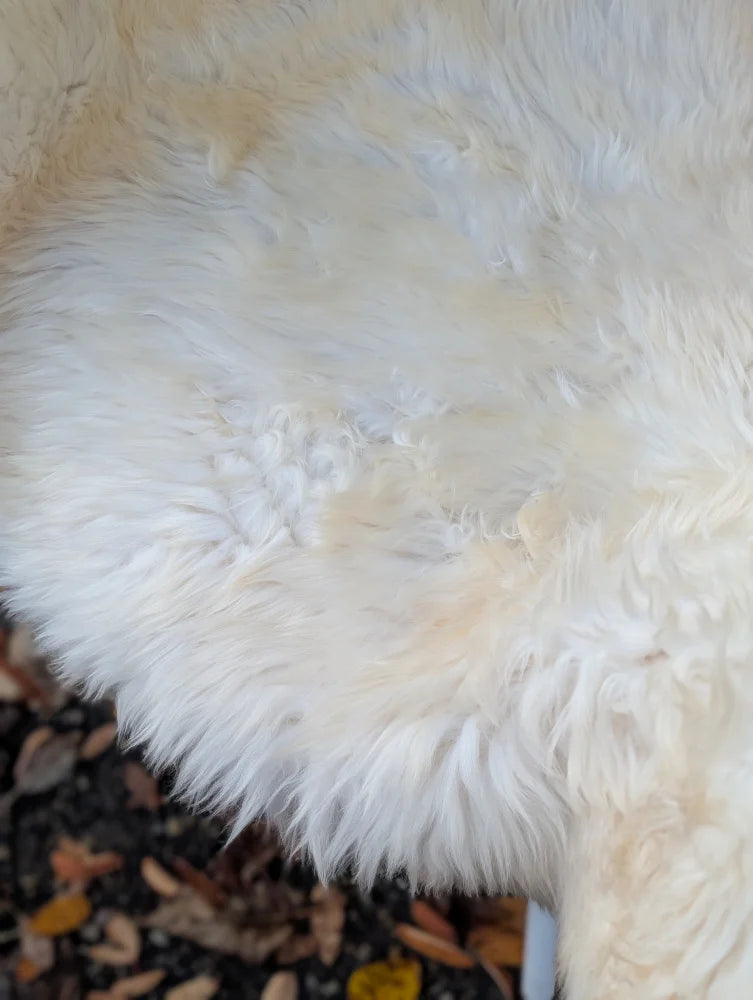 White fluffy british isles sheepskin rug with soft natural texture and cream patches 44 x 30 inches