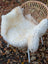 Cream-colored very soft british isles sheepskin rug draped over wicker chair ice64 44 x 30 isles sheepskin