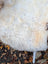 A plush off-white very soft british isles sheepskin rug with shaggy texture and natural color variations