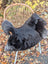 A plush dark gray wool icelandic sheepskin chair cover with soft fluffy texture and natural dark edges for comfort