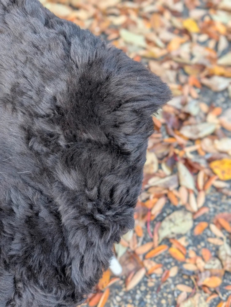A fluffy black dog on a wool icelandic sheepskin rug with thick curly fur and dark edges measuring 44 by 30 inches