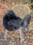 Black wool icelandic sheepskin chair cover with dark edges draped over a wicker chair with white legs