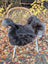 A plush dark gray wool icelandic sheepskin cover with dark edges draped over a woven wicker outdoor chair