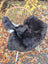 Black and white wool icelandic sheepskin chair cover with dark edges draped over wicker chair for cozy seating