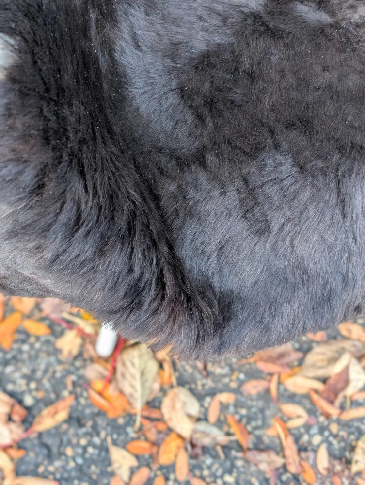 A plush dark gray wool icelandic sheepskin rug with soft dense texture and dark edges measuring 43 by 31 inches