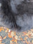 A plush dark gray wool icelandic sheepskin rug with soft dense texture and dark edges measuring 43 by 31 inches