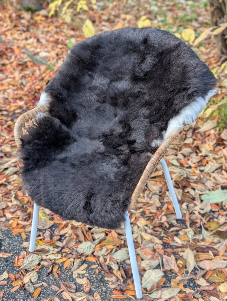 A cozy black and white wool icelandic sheepskin chair with dark edges, woven wicker frame, and light blue metal legs