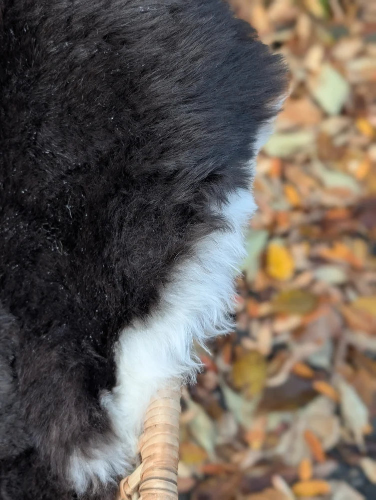 A fluffy black and white dog’s tail wrapped around a woven wicker handle on a wool icelandic sheepskin rug with dark edges