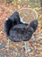 Black and white wool icelandic sheepskin with dark edges draped over wicker chair with metal legs ice69 rug