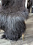 A plush dark gray icelandic sheepskin with long wool natural blacky fur draped over the back of a chair