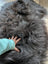 A plush dark gray long wool icelandic sheepskin rug with natural blacky soft dense fibers and luxurious texture