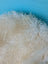 A plush cream-colored icelandic sheepskin rug with long curly natural wool perfect for cozy decor