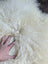 A plush off-white icelandic sheepskin rug with long wool icelandic curly fibers and soft natural texture
