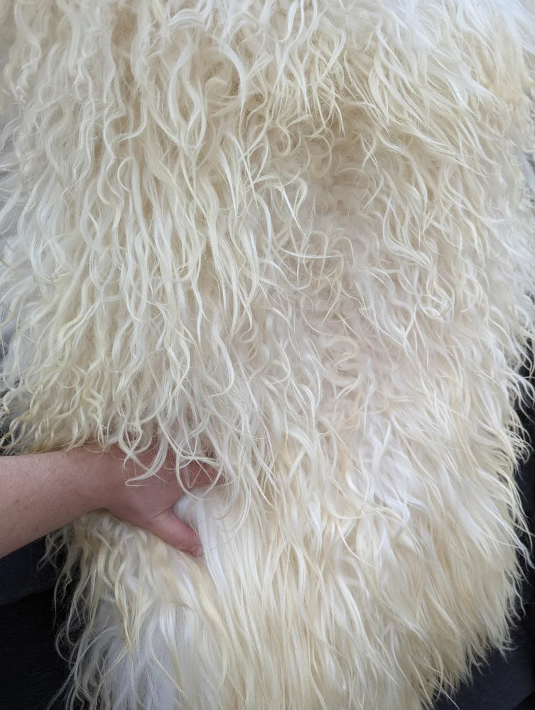 Cream-colored icelandic sheepskins blanket with long wool curly natural sheepskin fur perfect for cozy decor