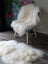 A natural white icelandic sheepskin with long wool draped over a vintage wooden chair for cozy seating