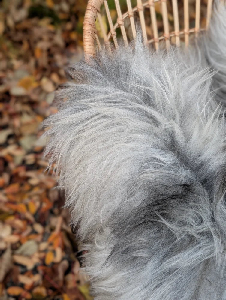 A plush massive icelandic sheepskin rug in natural grey with long wool icelandic fibers for cozy comfort