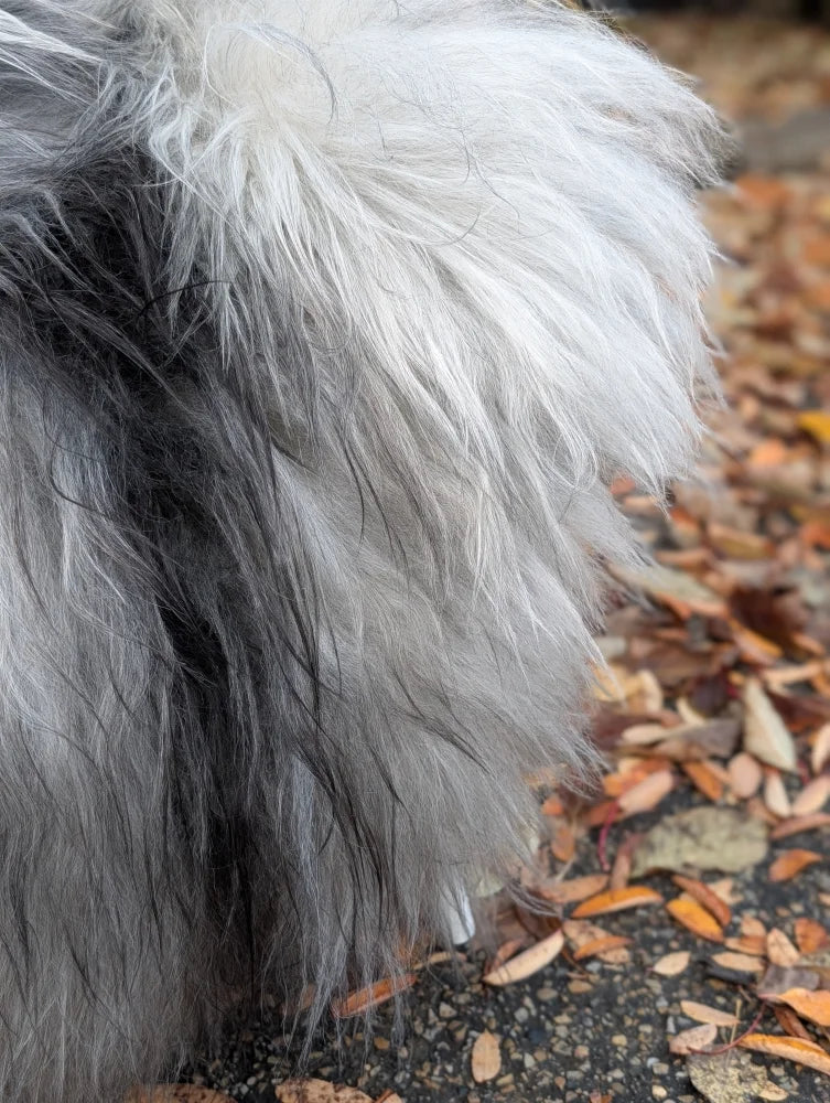A fluffy dog stands on leaves next to a 60 x 35 inch natural grey icelandic sheepskin with long wool icelandic fur